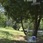 Árbol Parque de Mataleñas