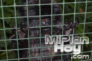 santillana del mar animales