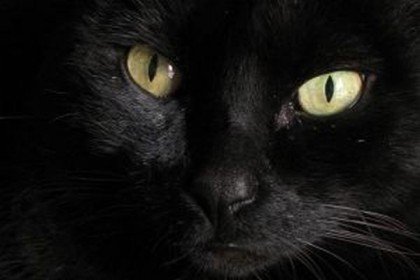 Fiestas de La Suelta de la Gata Negra en Carasa 2015
