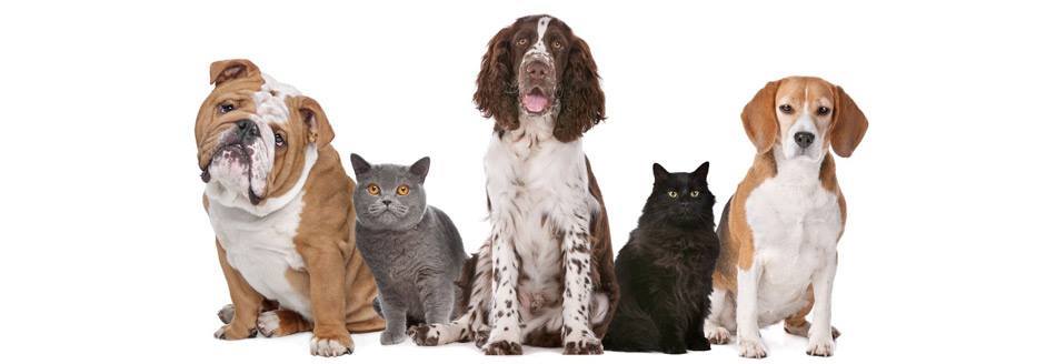 Encuentro Canino Felino en Astillero 2016