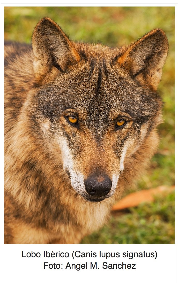 Conferencia en el Ateneo de Santander  El papel del lobo desde el punto de vista de un pastor de Cantabria.