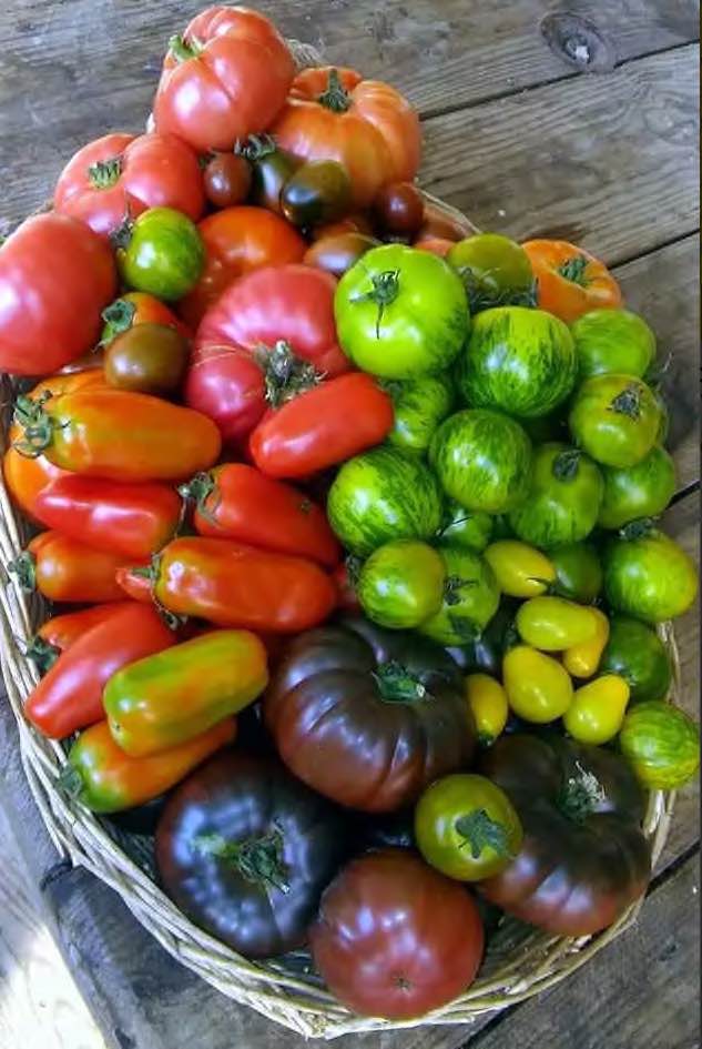 Cultivo de tomate ecológico en Cantabria