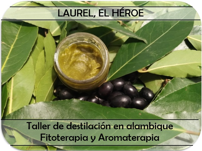 LAUREL EL HEROE TALLER DE DESTILACION EN ALAMBIQUE, AROMATERAPIA Y FITOTERAPIA
