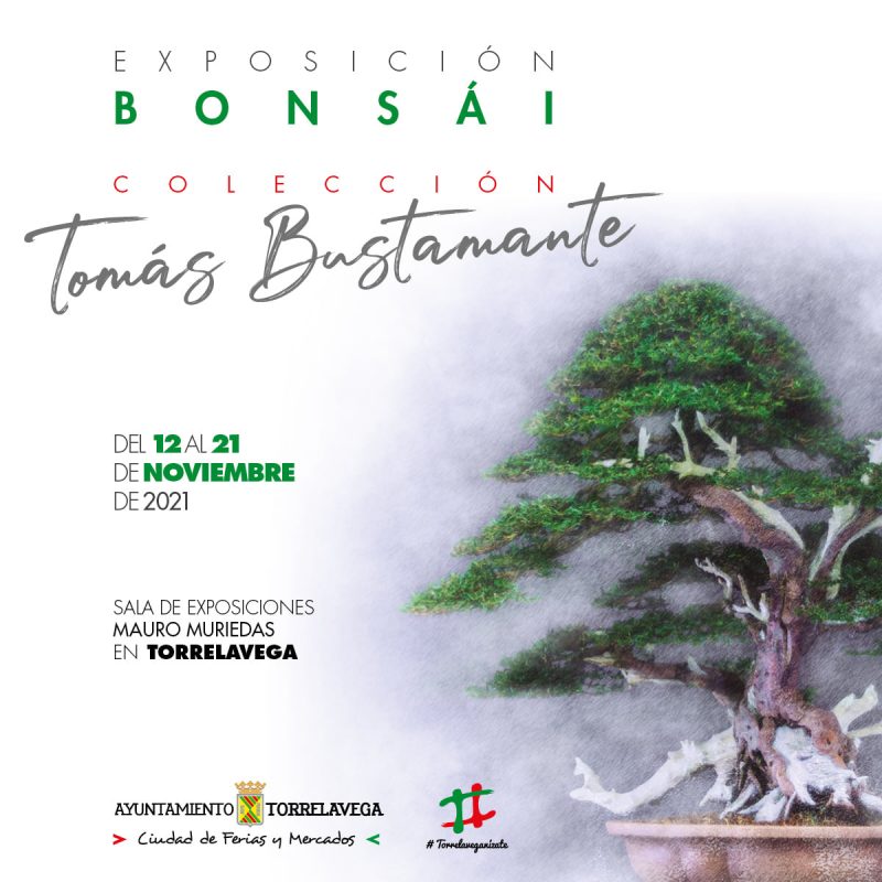 Exposición Bonsái – Tomás Bustamante