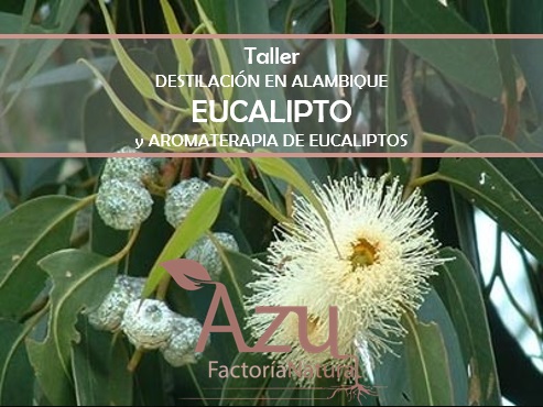 TALLER DE DESTILACION Y EUCALIPTOS