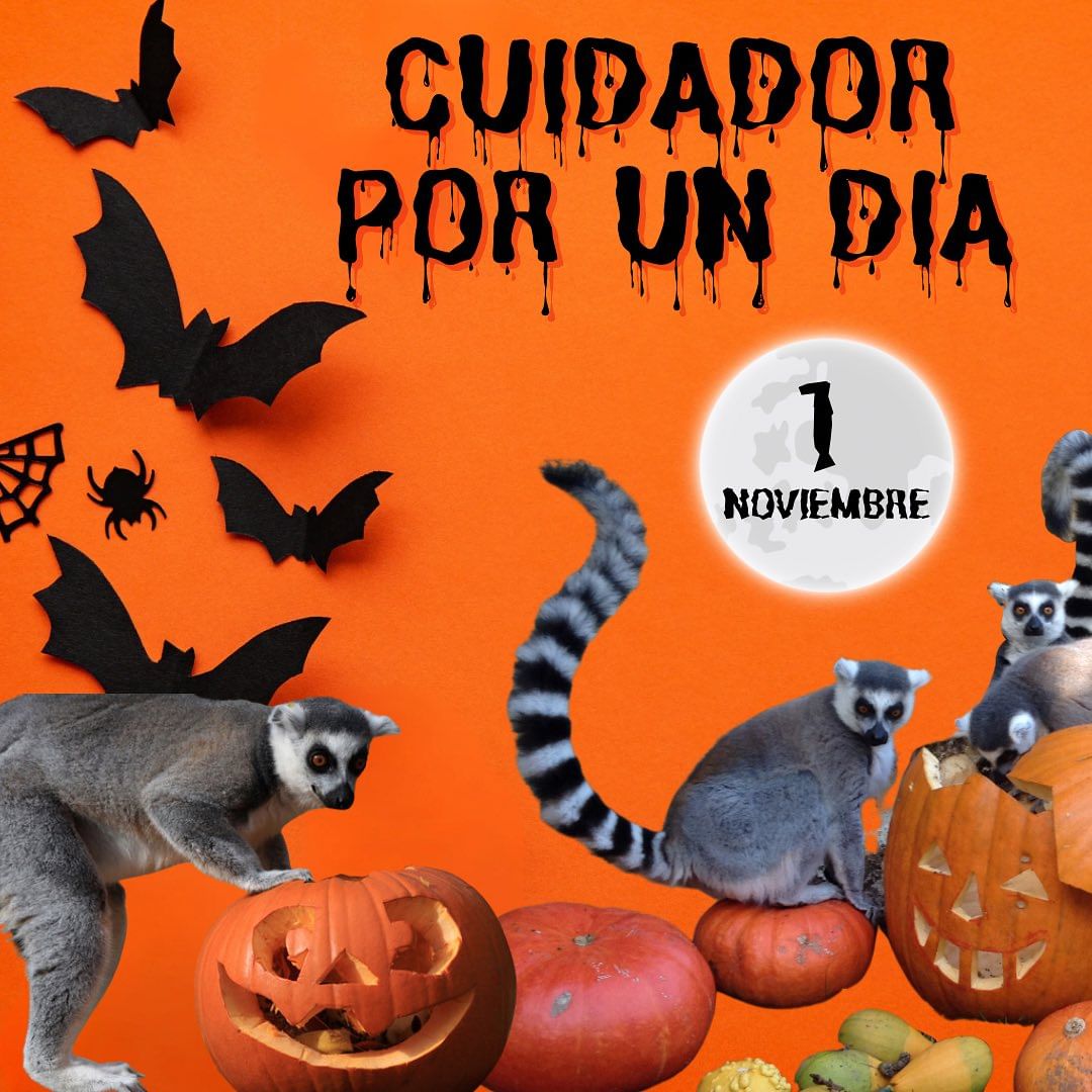 CUIDADOR POR UN DÍA especial HALLOWEEN – Zoo de Santillana