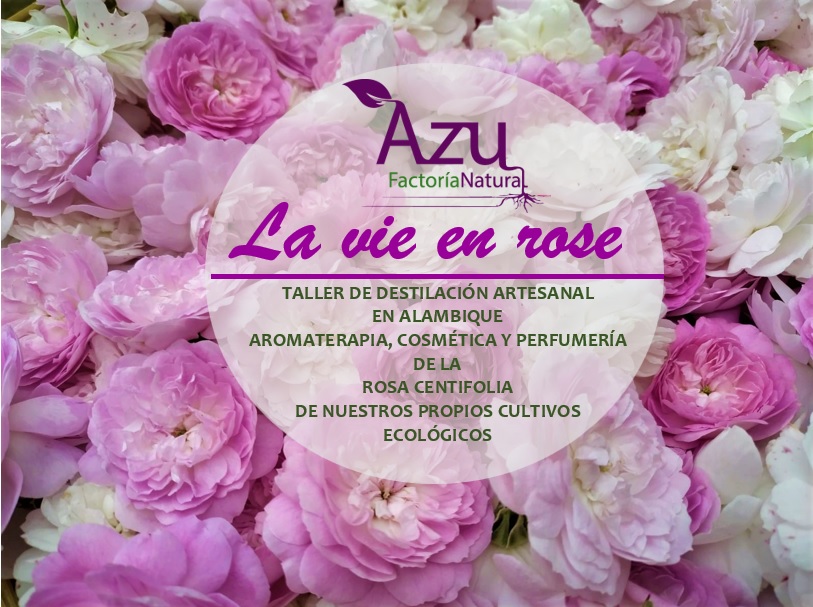 TALLER DE DESTILACIÓN ARTESANAL DE ROSA CENTIFOLIA